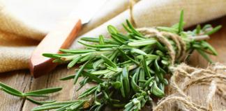 Medicinal qualities and contraindications of rosemary