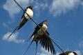 Riddles about swallows - developing your horizons